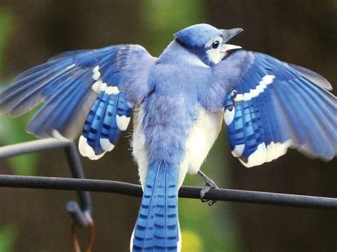 Jays wings - The jay has striking blue wings [Photo: Piotr Krzeslak/ Shutterstock.com] Unbeknownst to many, the jay ( Garrulus glandarius ) is a spreader of acorns. Each year, a single jay will hide up to 5000 acorns in a forest, stockpiling for the colder, winter months.
